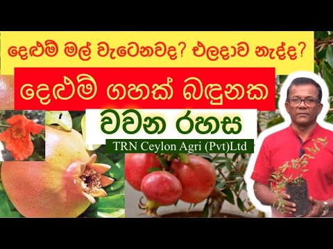 ආහාර වගා කරමු